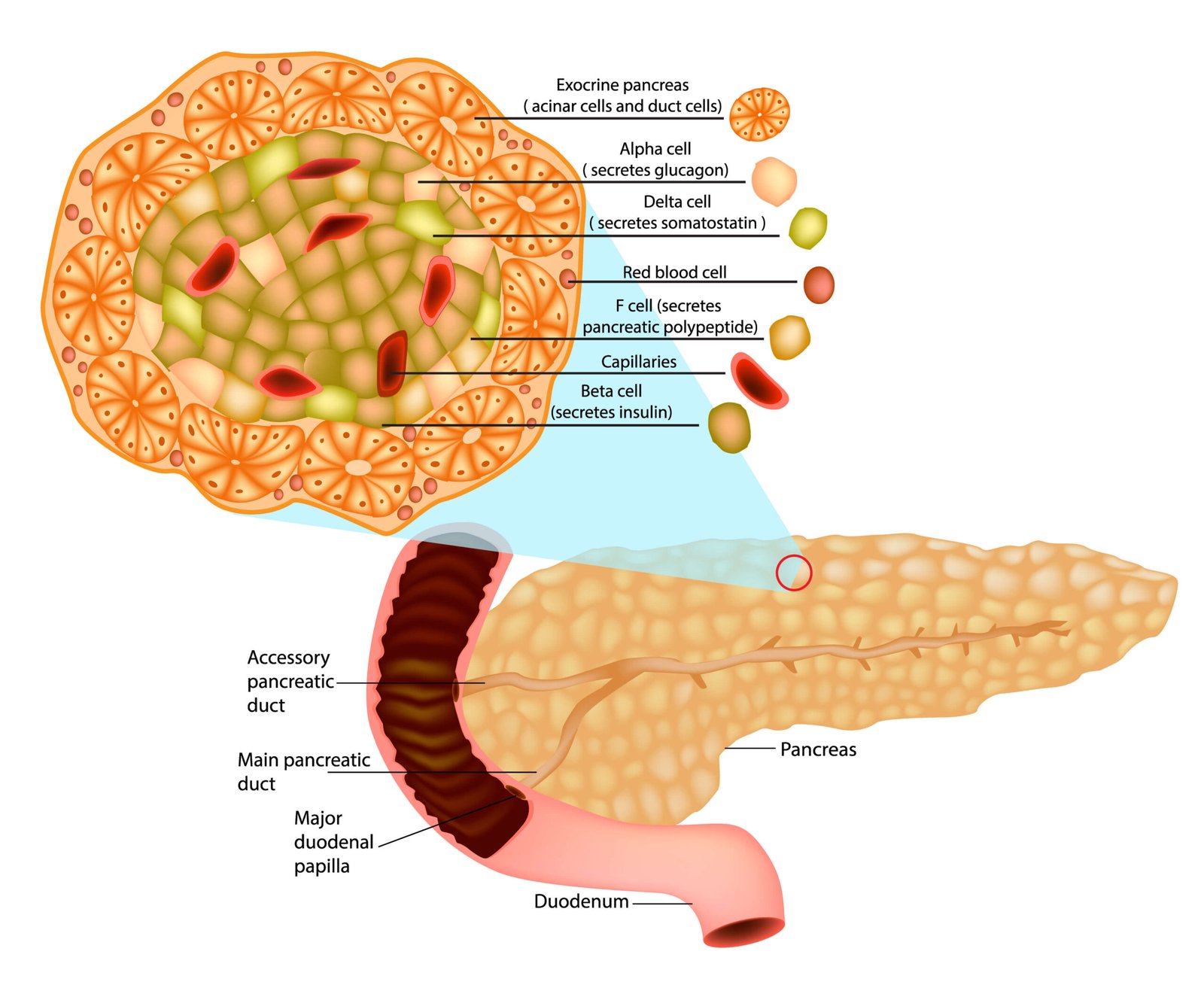 pancreatic cell